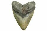 Huge, Fossil Megalodon Tooth - North Carolina #361717-1